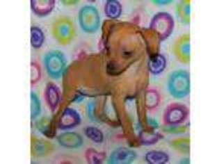 Miniature Pinscher Puppy for sale in Maynard, MN, USA