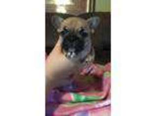 French Bulldog Puppy for sale in Kennett, MO, USA