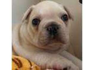 French Bulldog Puppy for sale in Hope Mills, NC, USA