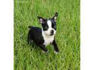 Boston Terrier Puppy for sale in Bushnell, FL, USA