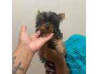 Yorkshire Terrier Puppy for sale in Port Republic, MD, USA