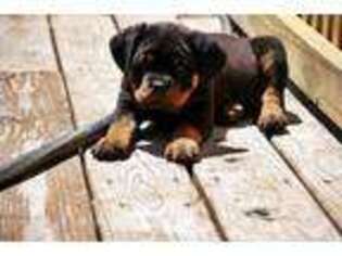 Rottweiler Puppy for sale in Heath, OH, USA