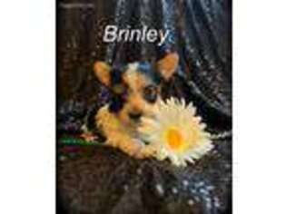 Yorkshire Terrier Puppy for sale in Billings, MT, USA