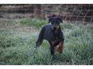 Doberman Pinscher Puppy for sale in Cottonwood, CA, USA