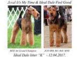 Airedale Terrier Puppy for sale in New York, NY, USA