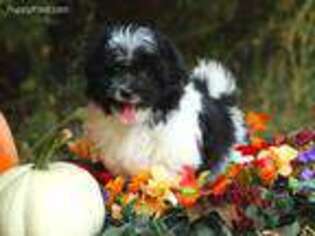 Mal-Shi Puppy for sale in Appomattox, VA, USA