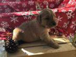 Golden Retriever Puppy for sale in Easley, SC, USA