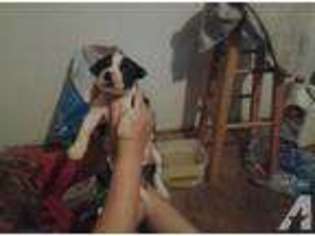 American Pit Bull Terrier Puppy for sale in CLARKSON, KY, USA