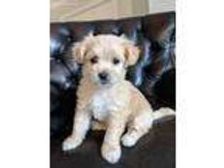 Cavapoo Puppy for sale in Alpharetta, GA, USA