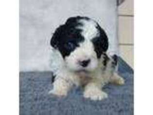 Shih-Poo Puppy for sale in Dayton, OH, USA