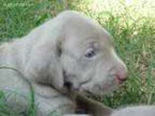 Weimaraner Puppy for sale in Crosby, TX, USA
