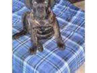 Cane Corso Puppy for sale in Leesburg, FL, USA