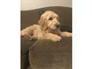 Goldendoodle Puppy for sale in Buhl, ID, USA