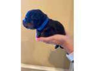 Rottweiler Puppy for sale in Mullica Hill, NJ, USA