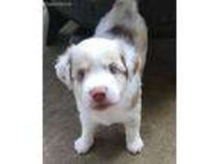 Miniature Australian Shepherd Puppy for sale in Sachse, TX, USA