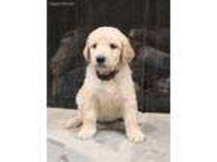 Goldendoodle Puppy for sale in Pendleton, SC, USA