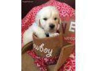Mutt Puppy for sale in Bonneau, SC, USA