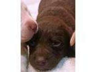 Labrador Retriever Puppy for sale in Richardsville, VA, USA