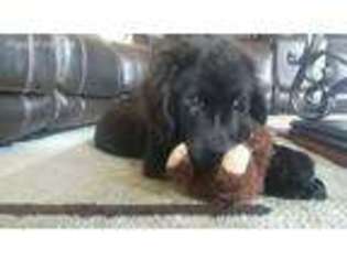 Newfoundland Puppy for sale in Medina, OH, USA