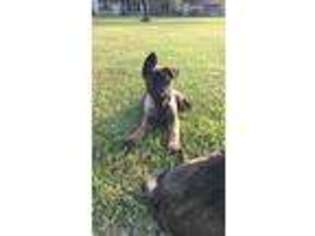 Belgian Malinois Puppy for sale in Manvel, TX, USA
