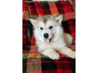 Alaskan Malamute Puppy for sale in Galax, VA, USA