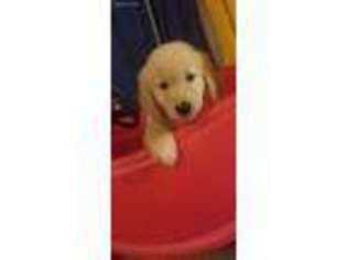 Golden Retriever Puppy for sale in Bourbon, IN, USA