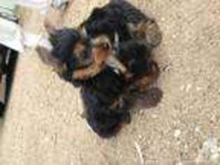 Yorkshire Terrier Puppy for sale in GREGORY, TX, USA