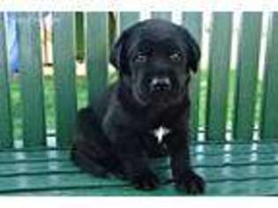 Labrador Retriever Puppy for sale in Farmersville, TX, USA