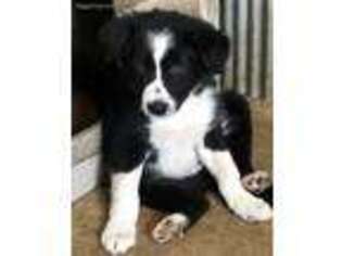 Border Collie Puppy for sale in Lakeview, MI, USA