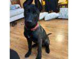Belgian Malinois Puppy for sale in Roseville, MI, USA
