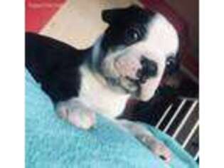 Boston Terrier Puppy for sale in Kissimmee, FL, USA