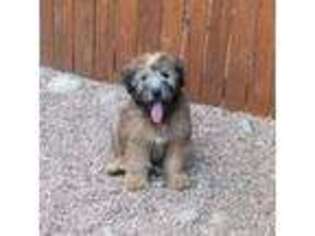 Soft Coated Wheaten Terrier Puppy for sale in Parker, CO, USA
