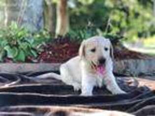 Labradoodle Puppy for sale in Franklinton, LA, USA