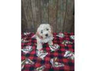 Cavachon Puppy for sale in Wooster, OH, USA