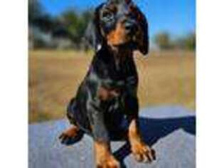 Doberman Pinscher Puppy for sale in Foley, AL, USA