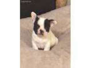 French Bulldog Puppy for sale in Norwood, MO, USA