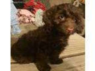 Dachshund Puppy for sale in Clay City, IN, USA