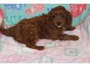 Cavapoo Puppy for sale in Walnut, MS, USA