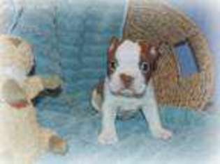 Boston Terrier Puppy for sale in Koshkonong, MO, USA