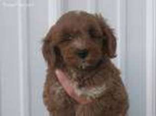 Goldendoodle Puppy for sale in Medford, WI, USA