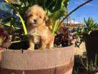 Labradoodle Puppy for sale in San Diego, CA, USA