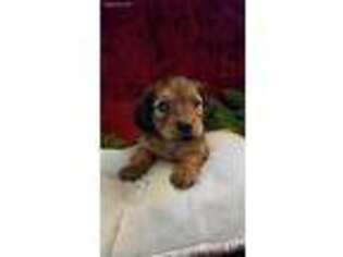 Dachshund Puppy for sale in Rushville, NY, USA