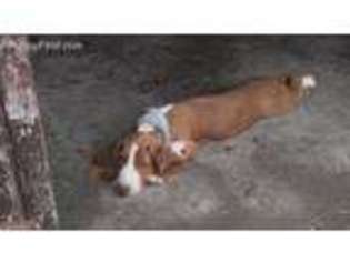 Basset Hound Puppy for sale in Lee, FL, USA