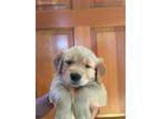 Golden Retriever Puppy for sale in Brighton, CO, USA