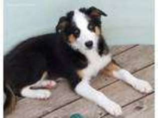 Border Collie Puppy for sale in Spring Grove, IL, USA