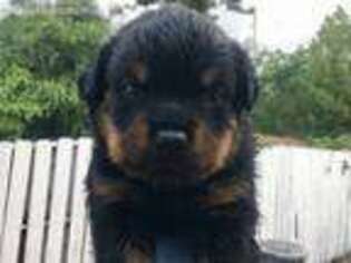 Rottweiler Puppy for sale in Hollywood, FL, USA