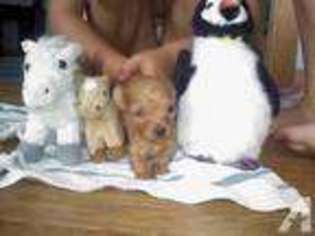 Mutt Puppy for sale in MANZANOLA, CO, USA