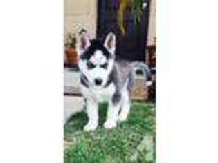 Siberian Husky Puppy for sale in MORENO VALLEY, CA, USA