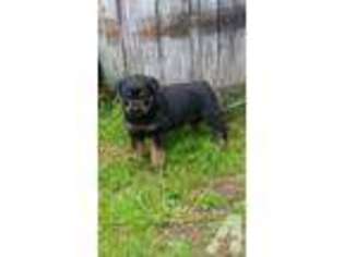 Rottweiler Puppy for sale in YACOLT, WA, USA