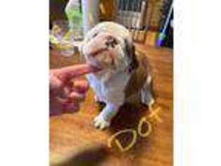 Bulldog Puppy for sale in Statham, GA, USA
